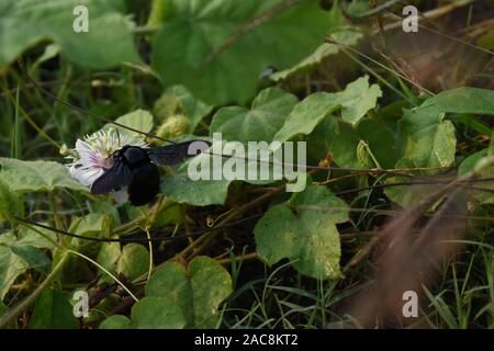 A carpenter bee (Xylocopa latipes) perched on a stinky passiflora (Passiflora foetida) flower. Surakarta, Indonesia. Stock Photo