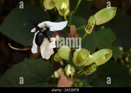 A carpenter bee (Xylocopa aestuans) perched on the white flower petal in order to collect nectar. Boyolali, Central java, Indonesia. Stock Photo