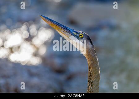 Great Blue Heron (Ardea herodias) looking up, Close-up Profile Stock Photo