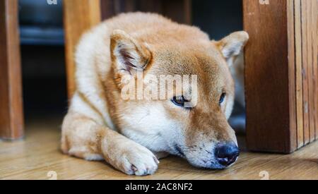 Sad dog laying down on floor at home / Japanese Shiba Inu dog small size , sleeping dog lonely animal homeless concept Stock Photo