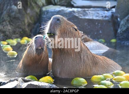 https://l450v.alamy.com/450v/2ac8pgp/ito-japan-1st-dec-2019-a-pair-of-adorable-water-hogs-enjoy-an-open-air-hot-sprint-in-izu-cactus-zoological-park-near-city-of-ito-southwest-of-tokyo-on-sunday-december-1-2019-with-the-start-of-the-year-of-the-rat-in-the-ancient-chinese-zodiac-is-just-a-month-away-the-water-hogs-also-known-as-capybara-the-largest-rodent-in-the-world-and-a-closer-relative-of-rats-have-become-a-popular-attraction-in-the-park-credit-natsuki-sakaiafloalamy-live-news-2ac8pgp.jpg