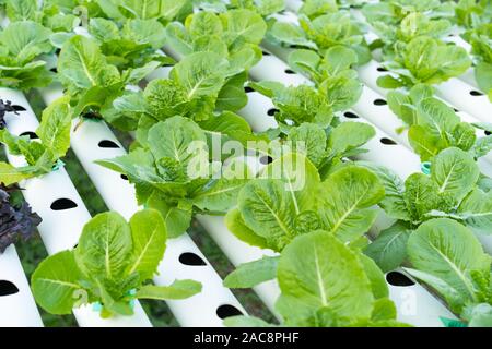 Cos Romaine Lettuce hydroponic farming Stock Photo