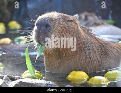 https://l450v.alamy.com/450v/2ac8pje/ito-japan-1st-dec-2019-an-adorable-water-hog-enjoys-an-open-air-hot-sprint-in-izu-cactus-zoological-park-near-city-of-ito-southwest-of-tokyo-on-sunday-december-1-2019-with-the-start-of-the-year-of-the-rat-in-the-ancient-chinese-zodiac-is-just-a-month-away-the-water-hog-also-known-as-capybara-the-largest-rodent-in-the-world-and-a-closer-relative-of-rats-has-become-a-popular-attraction-in-the-park-credit-natsuki-sakaiafloalamy-live-news-2ac8pje.jpg