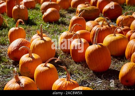 Just harvested pumpkins in a field, Berks County, Pennsylvania, USA. Sometimes called marrow in the UK Stock Photo