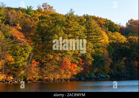 Vibrant fall colors of a northeastern mixed forest on the shores of the Hopkinton Reservoir. Pine, maple, beech, and oak trees in autumn shades.