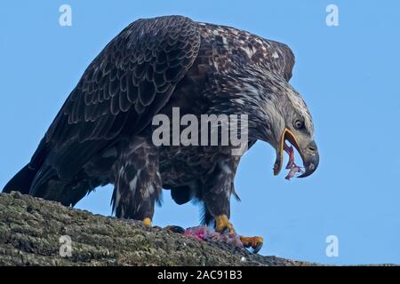 Juvenile Bald Eagle in Tree Eating Fish Stock Photo