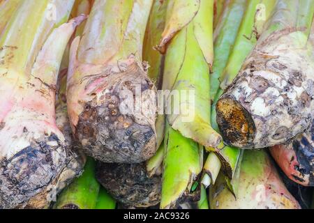 Banana suckers under the ground is a big rhizome called the corm prepare for planting tree. Stock Photo