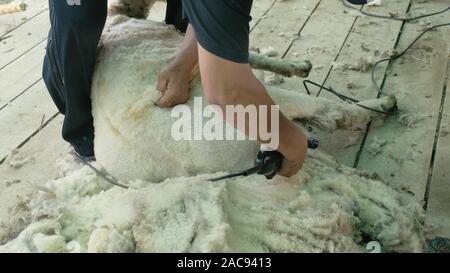 Sheep shearing is the process by which the woollen fleece of a sheep is cut  off. The person who removes the sheep's wool is called a shearer Stock  Photo - Alamy