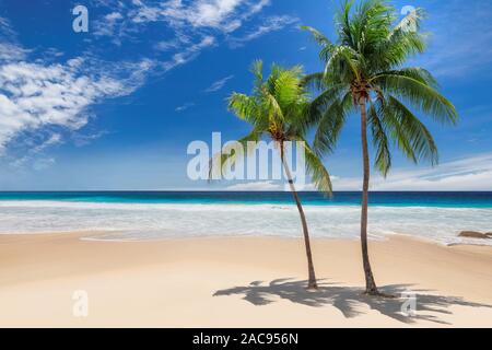 Palm trees on Sunny beach and turquoise sea in Caribbean island. Stock Photo