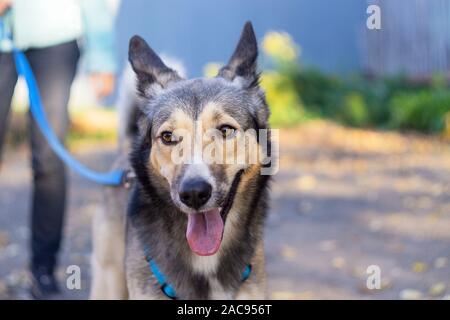 homeless dog at the animal shelter outdoors. Girl takes dog from animal shelter Stock Photo