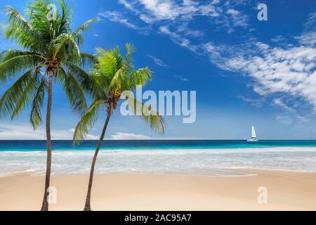 Beautiful sandy beach with palm and a sailing boat in the turquoise Caribbean sea Stock Photo