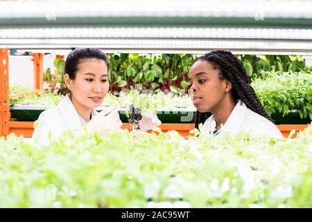 Gloved Asian woman in whitecoat holding green seedling, looking at small leaves and discussing new sort of plant with African colleague Stock Photo