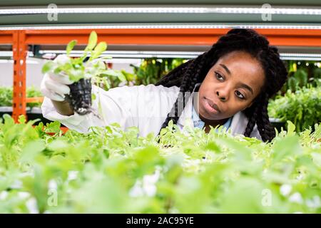 Young African female biologist taking green seedling from shelf while doing research of new sorts of plants in greenhouse Stock Photo