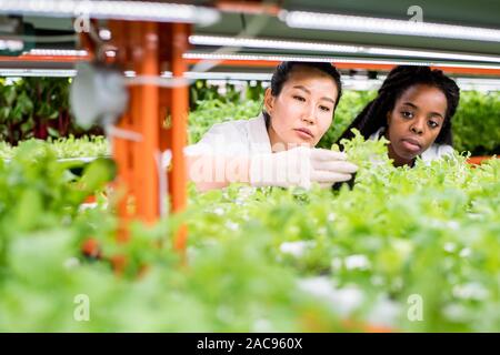 Small multicultural group of female researchers in gloves studying characteristics of green plants Stock Photo
