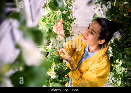 Pretty young Asian greenhouse worker looking at ripe strawberry while taking care of green crops Stock Photo