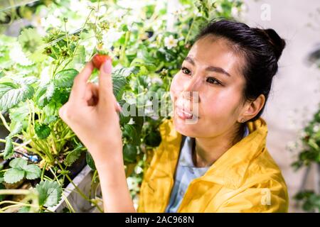 Happy young Asian greenhouse worker taking ripe strawberry while taking care of blooming crops Stock Photo