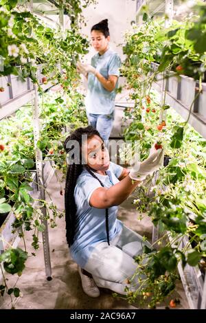 African female in gloves and casualwear looking at one of ripe strawberries while taking care of green crops Stock Photo