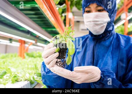 Gloved biologist in protective mask and coveralls holding green seedling Stock Photo