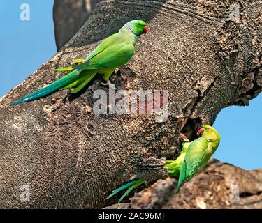 A couple of rose ringed parakeet on a tree Stock Photo