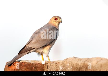 Shikra sitting on a wall against bald sky looking back Stock Photo