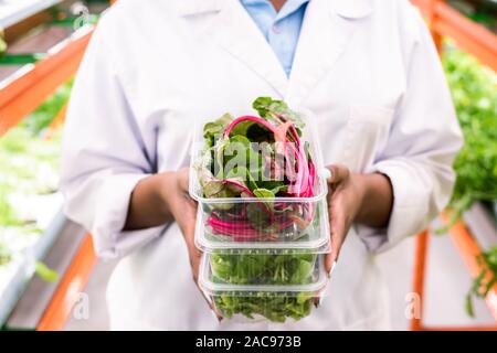 Fresh beet leaves in plastic container on top of stack held by young agronomist Stock Photo