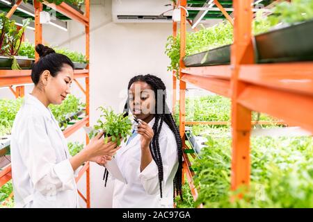 Young African agronomist pointing at green seedlings held by her Asian colleague Stock Photo