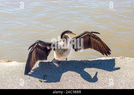 A water bird sunning itself and spreading its wings out to dry along the Brisbane river after being in the water Stock Photo