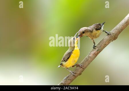 A purple rumped sunbird mother feeding chick on a tree branch Stock Photo