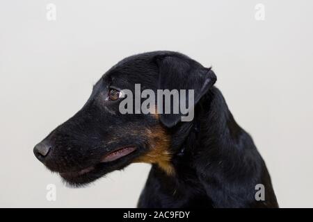 German jagdterrier isolated on white background. Pet animals. Purebred dog. Stock Photo