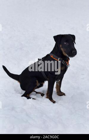 Cute german jagdterrier is sitting on white snow in the winter park. Pet animals. Purebred dog.