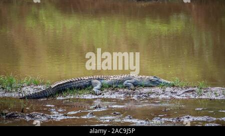 Nile crocodile sleeping in middle of a river in Kruger National park, South Africa ; Specie Crocodylus niloticus family of Crocodylidae Stock Photo