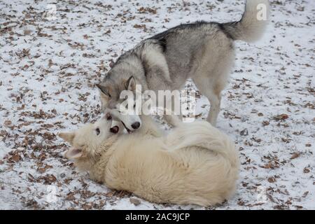 Cute siberian husky and multibred dog are playing in the winter park. Hope for life. Stock Photo