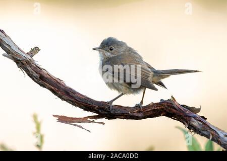 Young subalpine warbler. Sylvia Cantillans, on her hanger on a uniform background Stock Photo