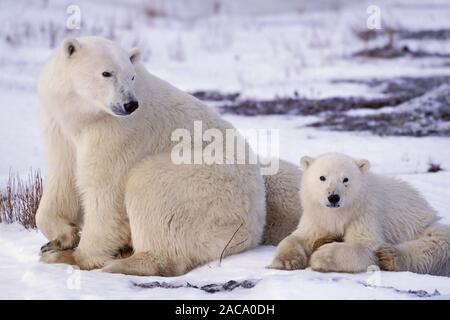 Polar Bear, Churchill, Canada Stock Photo