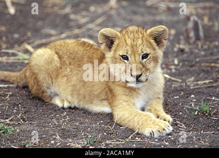 Lion, Loewe, Panthera leo, Masai Mara Wildlife Reservation, Kenya, Kenia, Africa, Afrika. Stock Photo