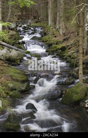 Mountain brook 'Kleine Ohe', Gebirgsbach 'Kleine Ohe', Nationalpark Bavarian forest, Germany, Stock Photo