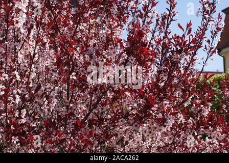 Prunus cerasifera Nigra, Blutpflaume, Cherry Plum Stock Photo