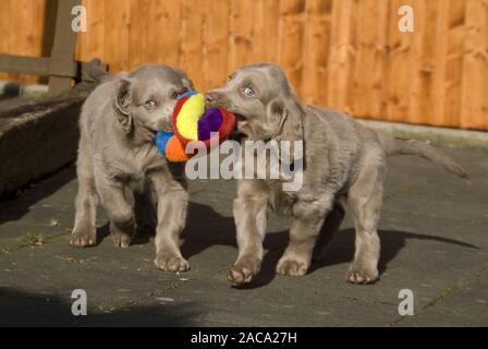 Weimaraner Longhair Puppies Stock Photo