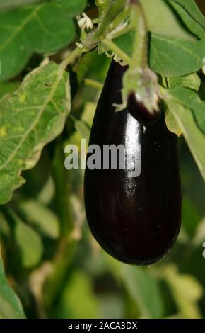 Solanum melongena Stock Photo