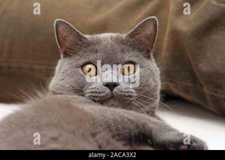 Carthusian cat kitten scale hi-res stock photography and images - Alamy