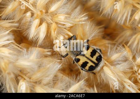 Bee Beetle (Trichius fasciatus) resting on grass seedheads. Lot region, France. Stock Photo