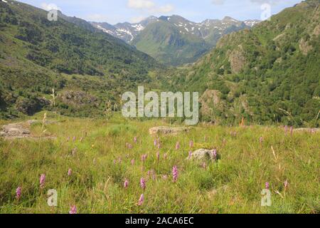 Fragrant Orchids (Gymnadenia conopsea) flowering in a mountain meadow. Ariege Pyrenees, France. Stock Photo