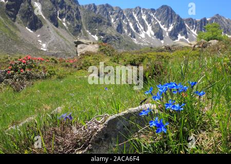 Flowers of Spring Gentian (Gentiana verna) at 2400m near the Col de Puymorens, Pyrénées-Orientales, France. Stock Photo