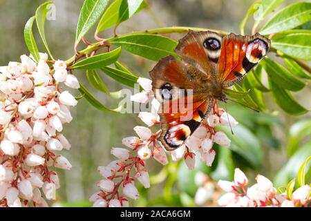 Peacock (Aglais io) adult butterfly feeding on Pieris japonica flowers in a garden. Powys, Wales. March.