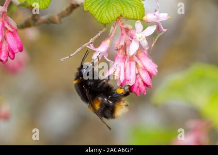 Buff-tailed bumblebee (Bombus terrestris) queen feeding on Ribes sanguineum in a garden.  East Sussex, England. March.
