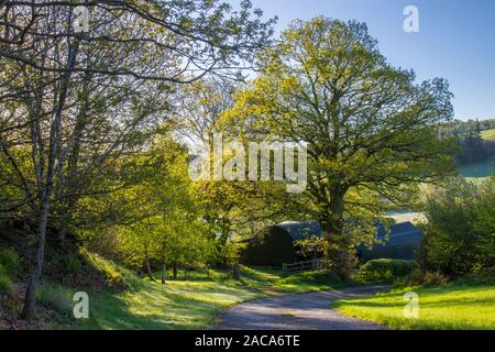 View of  farm barns and a Sessile oak (Quercus petraea) tree in early Spring.  Powys, Wales. May. Stock Photo