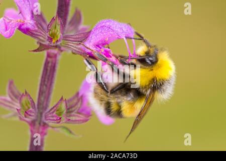 White-tailed Bumblebee (Bombus lucorum) adult male feeding on a Salvia 'Serenade' flower in a garden. Powys, Wales. July. Stock Photo