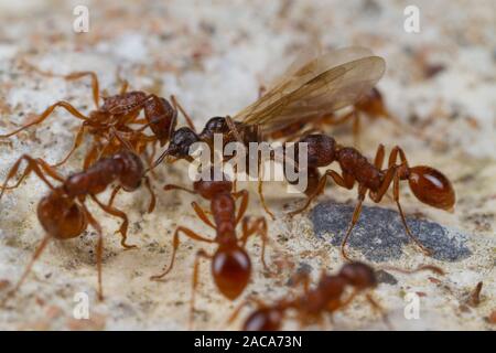 Red ant (Myrmica rubra) workers predating a male Myrmica ruginodis ant as the latter were swarming nearby. Powys, Wales. August. Stock Photo