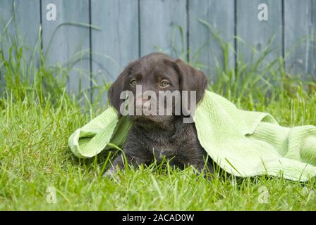 German Wirehaired Pointer Stock Photo