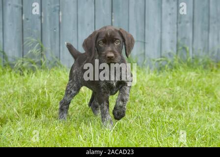 German wirehaired Pointer Stock Photo - Alamy